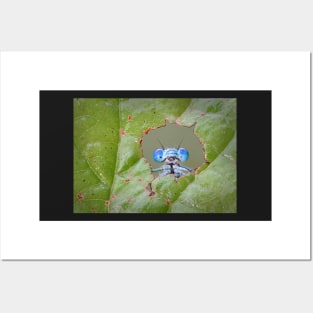 Common Blue Damselfly Looking through a Hole in a Leaf Posters and Art